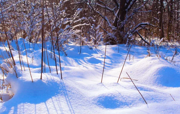 White, winter, snow, cold, meadow