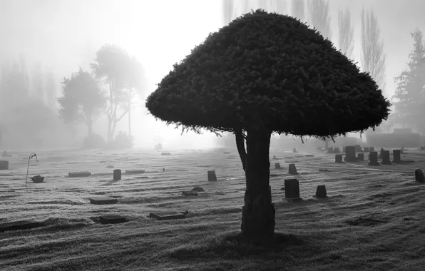 Свет, дерево, черно-белый, кладбище, 155