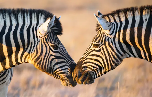Картинка свет, две, Африка, зебры