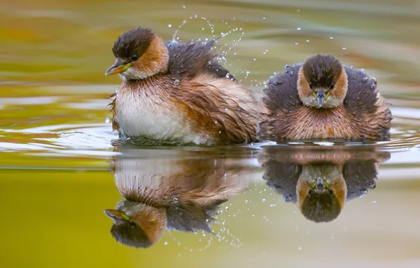 Вода, Птица, David Manusevich, Водоплавающие, Little grebes, Малая поганка, Tachybaptus ruficollis
