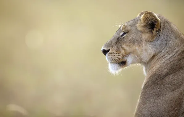 Львица, дикая природа, Кения