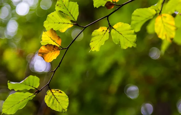 Листья, макро, желтый, фон, дерево, widescreen, обои, размытие