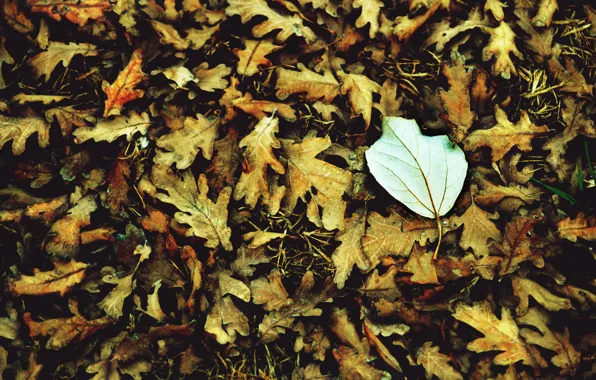 Осень, белый, листья, макро, фон, widescreen, обои, листик