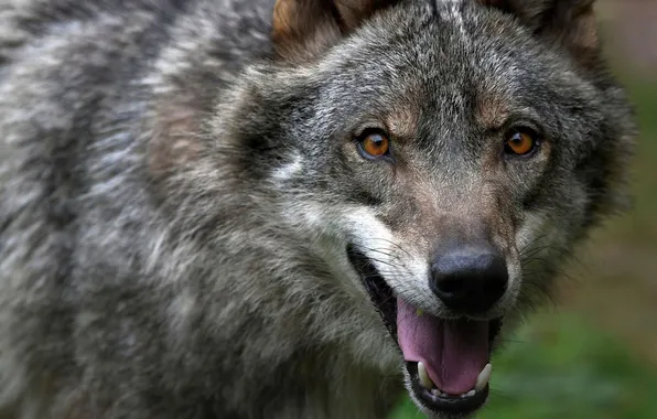 Картинка nature, face, animal, wolf, wildlife, head, fur, mammal