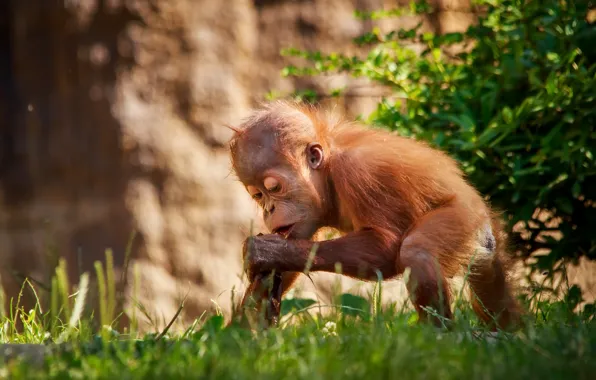 Zoo, Leipzig, Orang-Utan