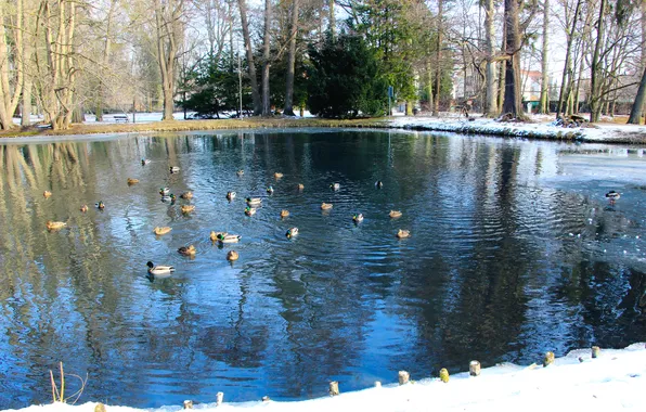 Water, park, pond, ducks