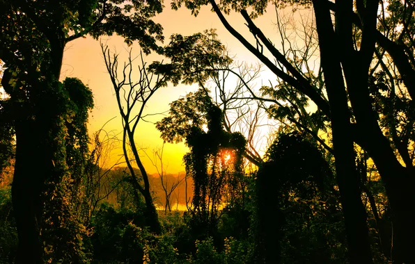 Sun, Water, Sunrise, Dawn, Morning, Lake, Trees, Reflection