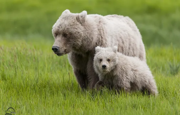 Картинка трава, медведи, медвежонок, детёныш, медведица, материнство