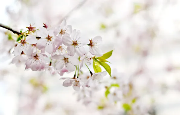 Картинка flower, cherry, spring, cherry blossom
