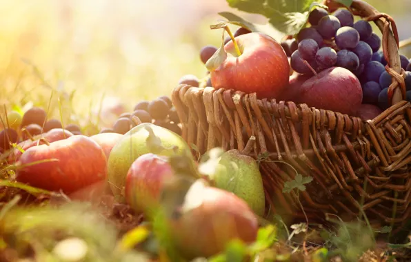 Картинка трава, корзина, яблоки, виноград