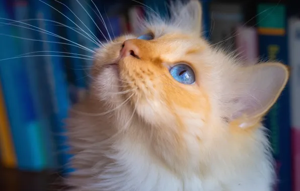 Картинка кошка, мордочка, голубые глаза