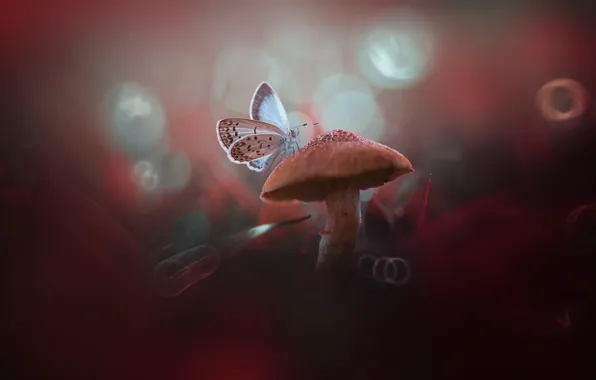 Картинка макро, бабочка, гриб, боке, грибочек