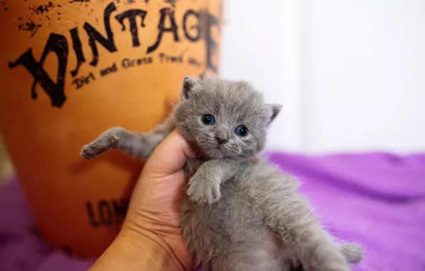 Кошка, котенок, серый, фон, сиреневый, надпись, рука, глазки