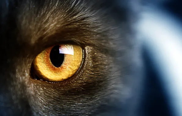 Картинка кошки, дикие, cat, желтые глаза, wild, yellow eye