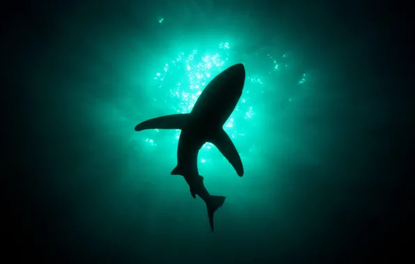 Картинка свет, акула, глубина
