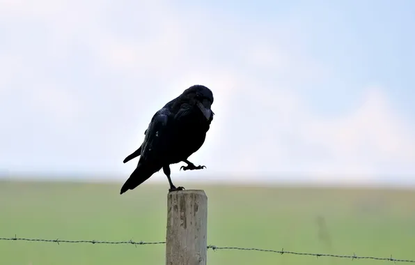 Картинка птица, черный, столб, ворон, колючая, проволка