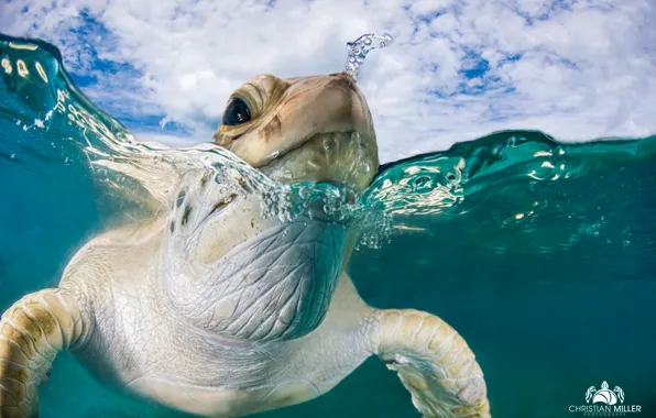 Картинка море, вода, черепаха