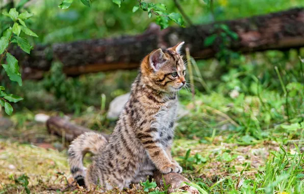 Зелень, кошка, лето, трава, кот, взгляд, природа, поза
