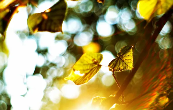 Картинка листья, свет, природа