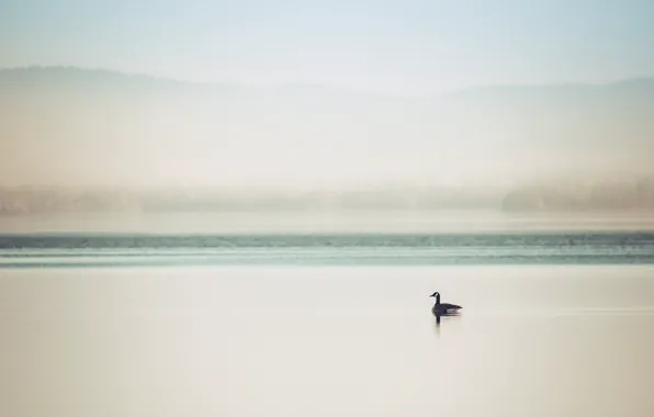 Картинка туман, озеро, утка