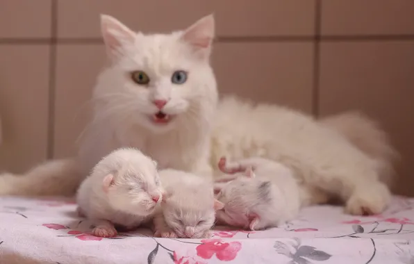 Kitten, cat, Van Cat