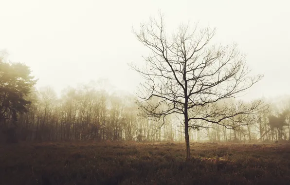 Картинка осень, лес, деревья, туман, поляна, Англия, Великобритания