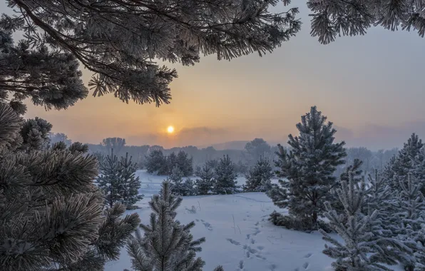 Картинка зима, солнце, снег, деревья, пейзаж, следы, природа, туман