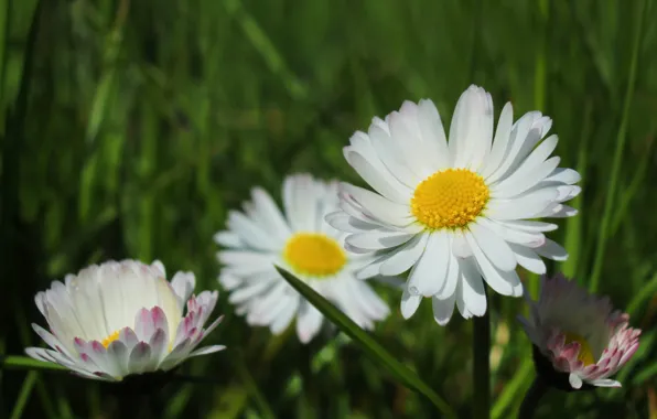 White, flower, meadow, blooming