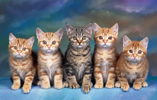 Картинка взгляд, кошки, синий, котенок, серый, фон, голубой, лапа