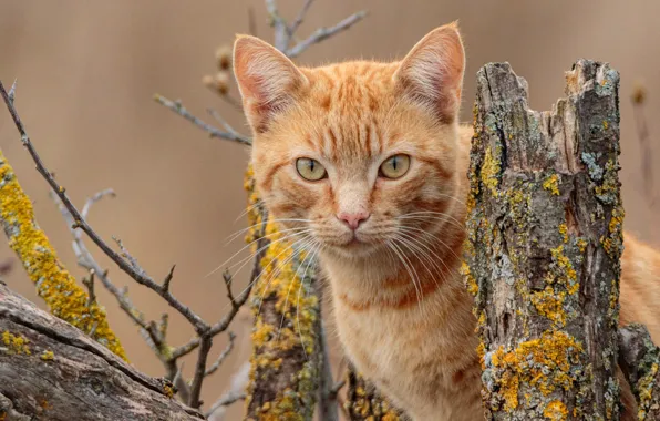 Кошка, кот, морда, портрет, рыжий