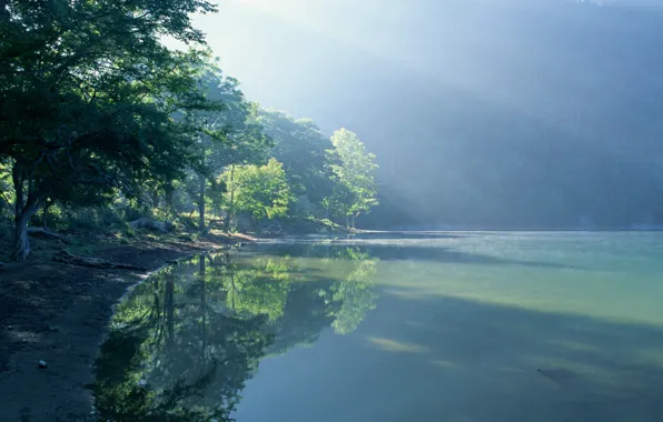 Картинка вода, солнце, свет, деревья, пейзаж, природа, туман, озеро