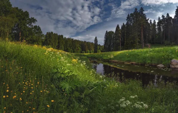 Картинка лес, лето, пейзаж, природа, травы, речушка