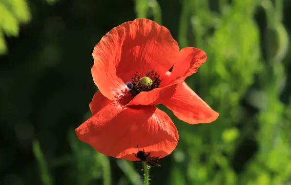 Red, flower, poppy