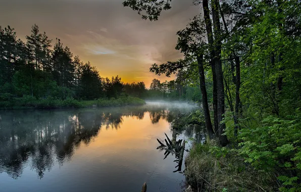 Картинка лес, небо, деревья, туман, отражение, река, красиво