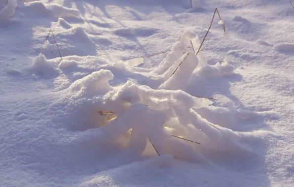 Winter, snow, cold, frost