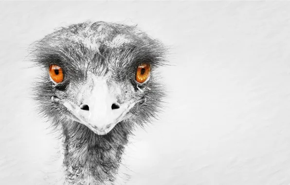 Картинка природа, птица, emu
