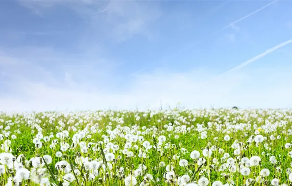 Картинка небо, трава, цветы, природа, пейзажи, поля