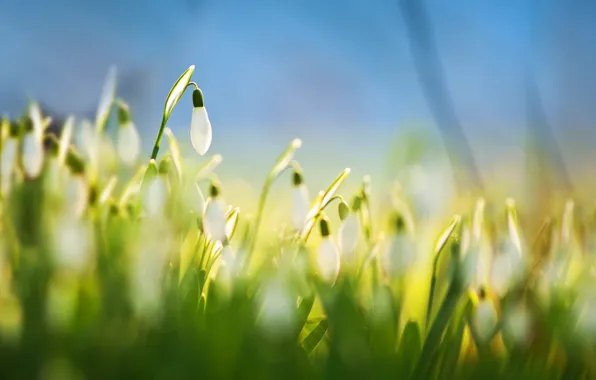 Картинка цветы, подснежники, белые, Flower, White, Snowdrops