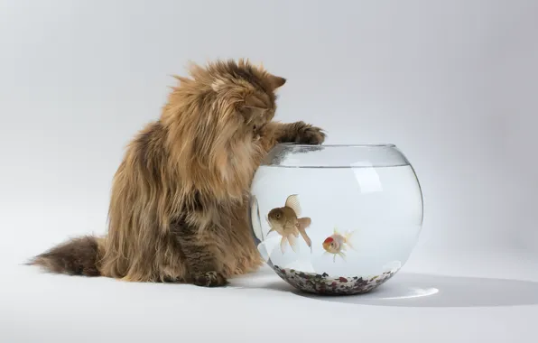 Картинка кошка, рыбки, интерес, аквариум, Daisy, Ben Torode, Benjamin Torode