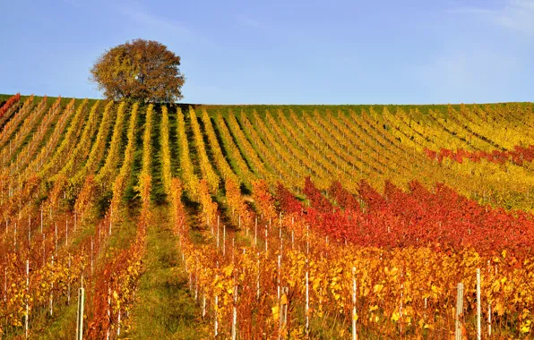 Картинка осень, дерево, холмы, виноградник