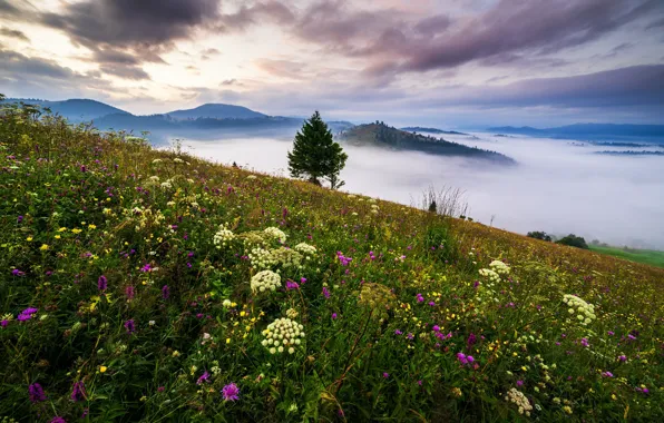 Картинка облака, пейзаж, цветы, горы, природа, туман, дерево, утро