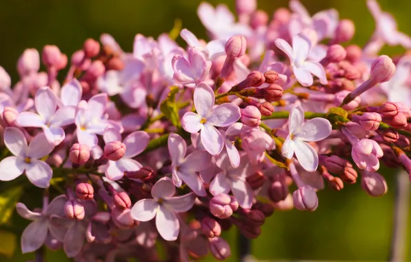 Flower, spring, lilac, blooming