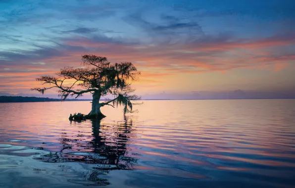 Дерево, утро, Флорида, США, штат, синее кипарисовое озеро