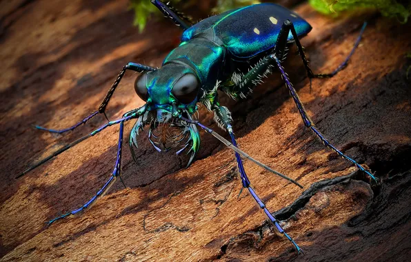 Насекомые, Крупным планом, Жуки, calochroa flavomaculata