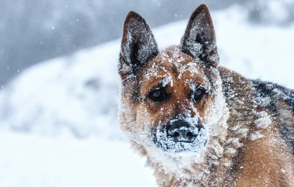 Winter, пейзаж, dog, german shepherd dog, Россия, метель, зима, природа