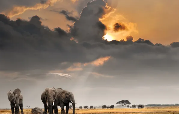Картинка поле, небо, солнце, облака, саванна, Африка, слоны, стадо