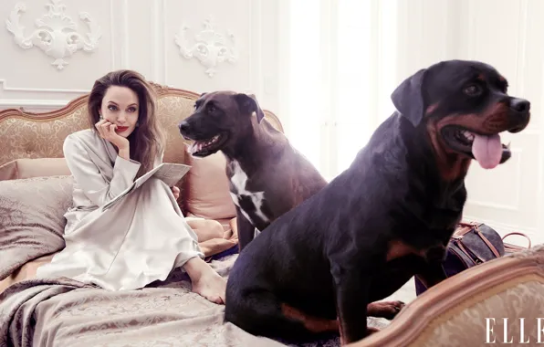 Собаки, взгляд, женщина, кровать, Angelina Jolie, Elle