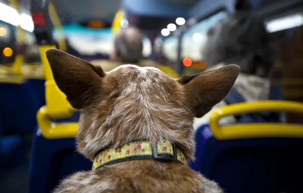 Картинка собака, автобус, салон, поездка, пассажир