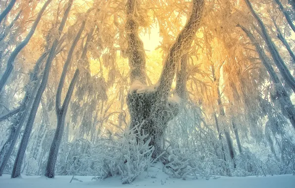 Картинка зима, иней, лес, снег, деревья