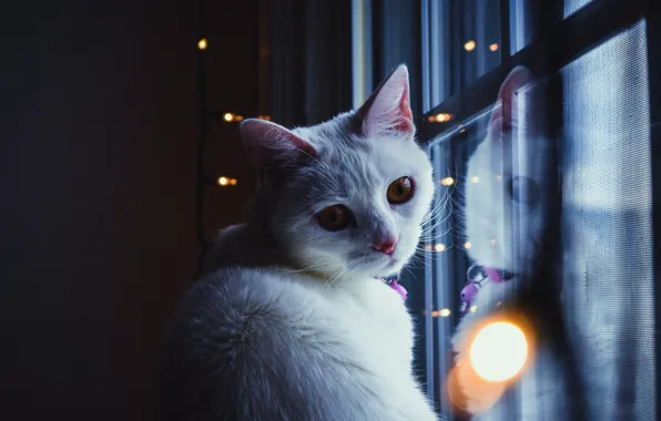 Картинка кошка, кот, взгляд, морда, свет, блики, отражение, темный фон